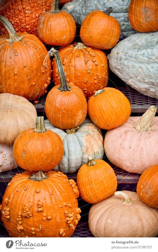 Massenpanik vor Halloween Lebensmittel Gemüse Kürbis Kürbiszeit Kürbisgewächse Ernährung Essen Feste & Feiern Marktstand Landwirtschaft Forstwirtschaft Business