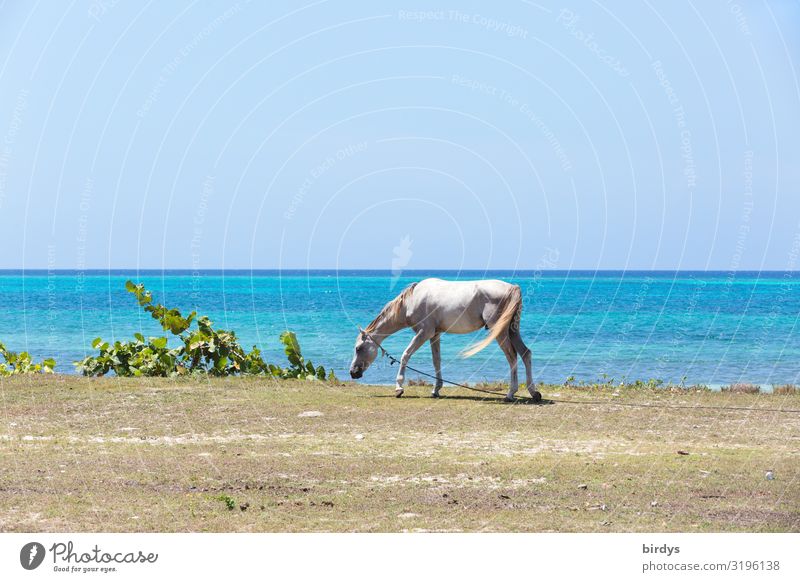 kubanische Pferdearbeitspause Sommer Strand Natur Wolkenloser Himmel Horizont Schönes Wetter Pflanze Küste Meer Karibik Nutztier 1 Tier authentisch dünn einfach