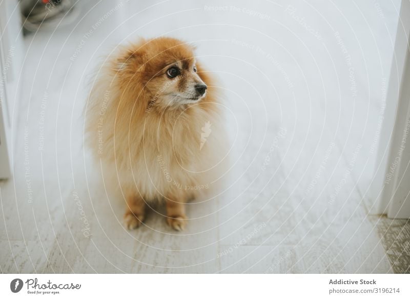 Lustiger Hund auf dem Boden sitzend Etage heimwärts Haustier niedlich Reinrassig heimisch lustig Raum gemütlich Stil gehorsam loyal klein reizvoll süß lieblich