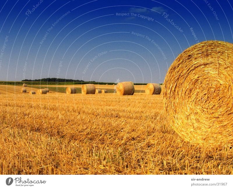 Rundballen Strohballen Landwirtschaft Herbst Feld Niedersachsen Ernte Garlstedt