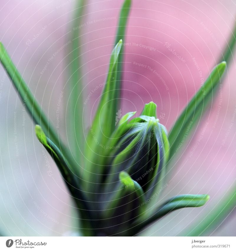 Grünzeug Pflanze Frühling Gras Blatt Blüte Grünpflanze Wildpflanze Garten ästhetisch außergewöhnlich grün rot Farbfoto Außenaufnahme Nahaufnahme Detailaufnahme