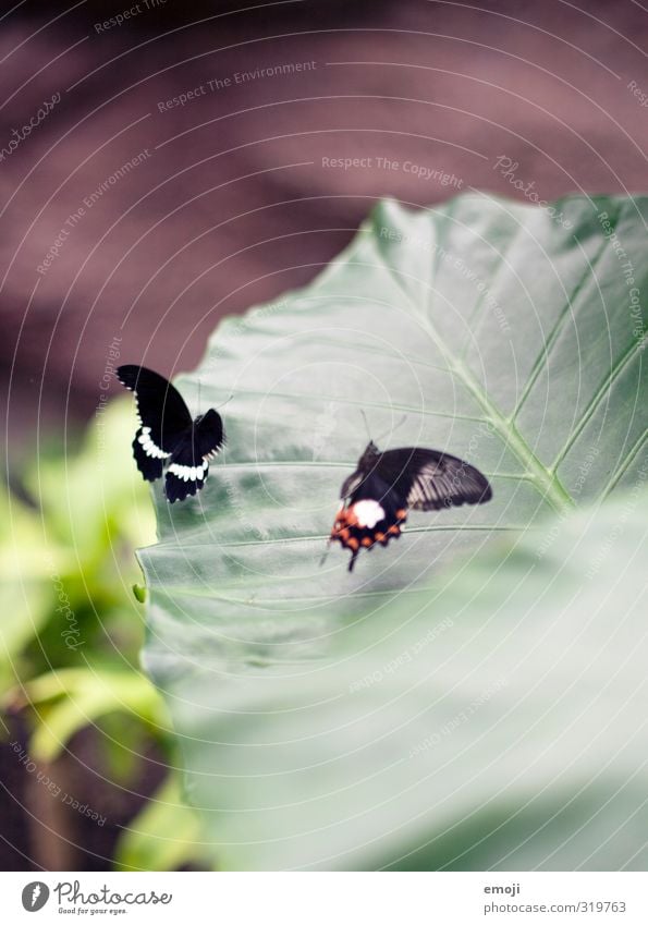 verliebt Umwelt Natur Pflanze Tier Blatt Grünpflanze Wildtier Schmetterling 1 Tierpaar natürlich grün Farbfoto Außenaufnahme Makroaufnahme Menschenleer Tag