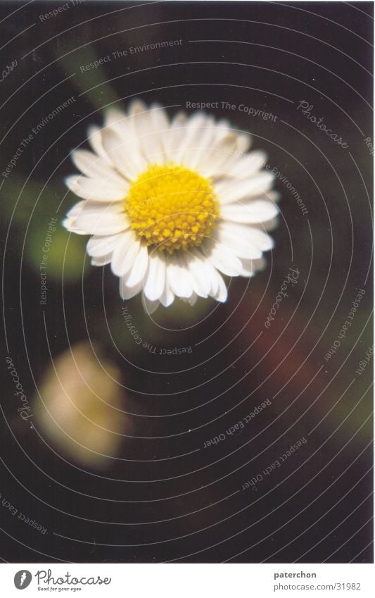 Einsames Gänseblümchen Blume Einsamkeit Wiese Pflanze Sommer Frühling Gras Natur Rasen