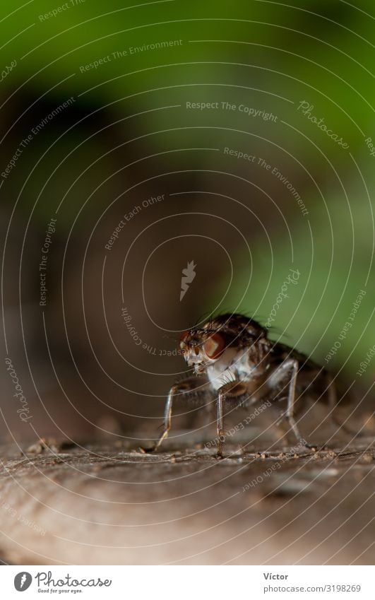 Fliege (Suillia seritatis). Integrales Naturschutzgebiet von Mencáfete. El Hierro. Kanarische Inseln. Spanien. Tier 1 natürlich wild Akanthiophilus Tiere