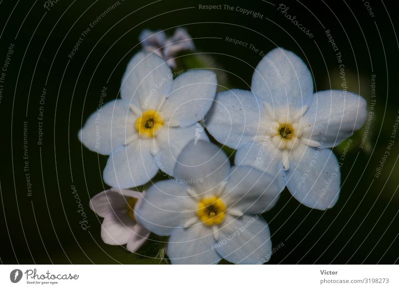 Blüten des breitblättrigen Vergissmeinnichts (Myosotis latifolia). Integrales Naturreservat von Mencáfete. Frontera. El Hierro. Kanarische Inseln. Spanien.