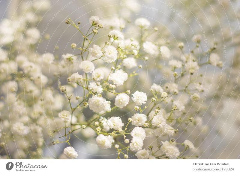 Schleierkraut Natur Pflanze Blume Blüte baby breath Gysophila ästhetisch außergewöhnlich Duft elegant Fröhlichkeit frisch hell schön nah natürlich weich weiß