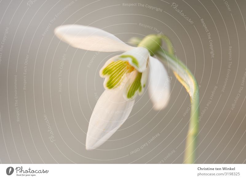 Schneeglöckchenblüte vor neutralem hellem Hintergrund Natur Pflanze Blume Blüte Winterblüher ästhetisch außergewöhnlich elegant frisch schön klein nah natürlich