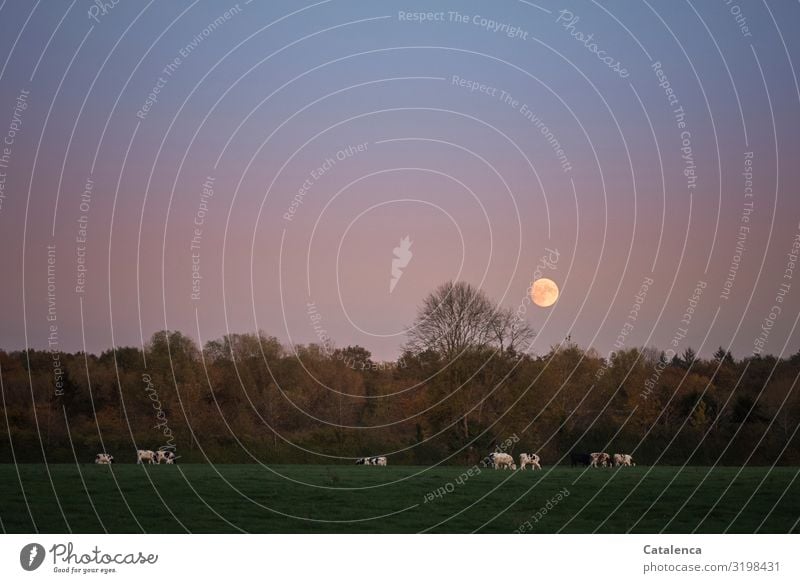 Der Mond ist aufgegangen und schaut über den Wald  auf die grasenden Kühe Natur Landschaft Pflanze Tier Himmel Wolkenloser Himmel Vollmond Herbst Schönes Wetter