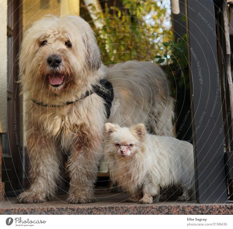 beste Freunde.... Tier Haustier Hund 2 Freundschaft Partnerschaft Farbfoto Menschenleer Morgen Schwache Tiefenschärfe Zentralperspektive Blick