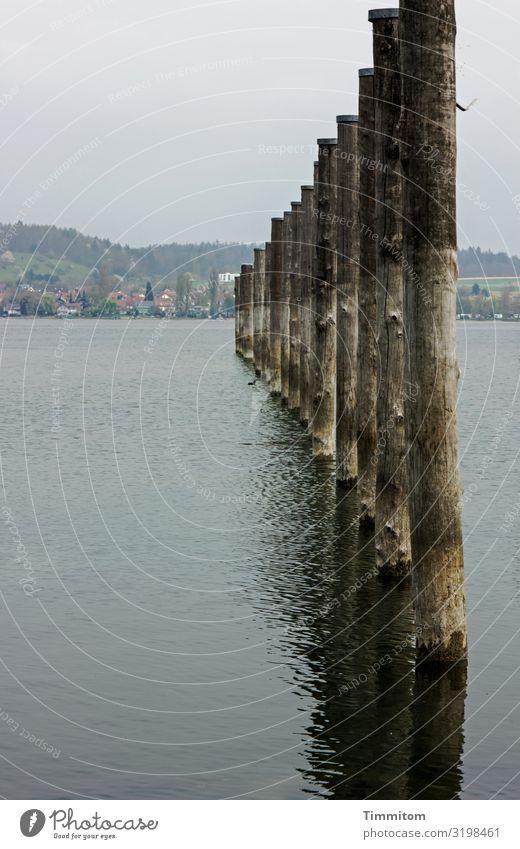 AST 7 | Messstäbe (oder so) Ferien & Urlaub & Reisen Umwelt Natur Landschaft Wasser Hügel See Bodensee Pfosten Holz natürlich blau braun grau schwarz Farbfoto