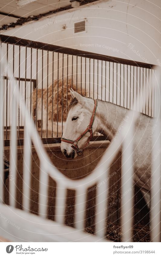 Das weiße Pferd wartet im Stall. Sport Tier Gebäude Nutztier 1 Holz Pferdestall Reiterin Kopf Reihe Gate Scheune Fenster Verkaufswagen Ranch Boarding Kabelbaum