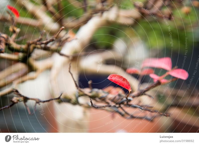 rote Baumblätter im Herbst Umwelt Natur Pflanze grün Vertrauen Liebe Farbfoto Nahaufnahme Detailaufnahme Makroaufnahme Menschenleer Schwache Tiefenschärfe