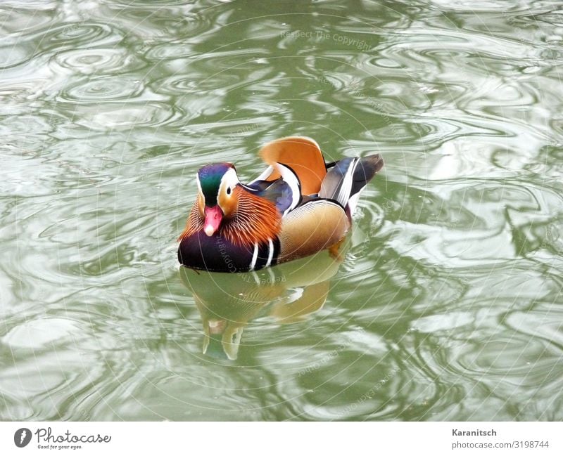 Mandarinente Umwelt Natur Landschaft Tier Wasser Teich Wildtier Vogel 1 Blick Schwimmen & Baden exotisch schön nass mehrfarbig Leben Bewegung elegant Ente