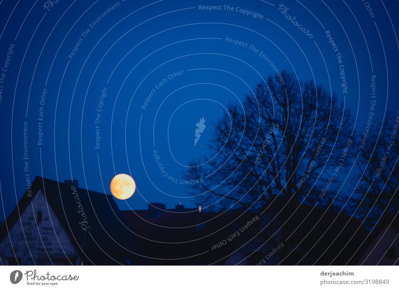 Der voll Mond über den Dächern. Der Himmel ist dukelblau. Rechts davon ist ein Baum ohne Blätter. Freude ruhig Haus Umwelt Vollmond Schönes Wetter Stadt Bayern