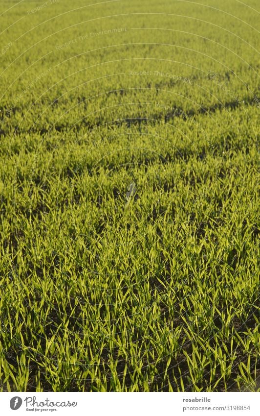 konform | gleichmäßig wachsende Pflanzen Landwirtschaft Ackerbau Feld Nahrung Wachstum Anbau landwirtschaftlich grün Natur kultiviert Kultur Fläche Ackerboden