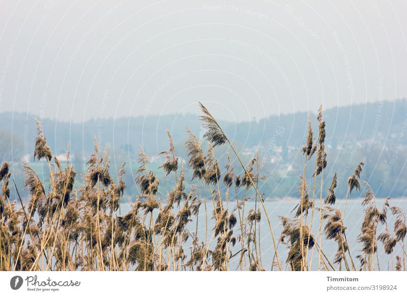 AST 7 | Dahinter der See Ferien & Urlaub & Reisen Umwelt Natur Landschaft Urelemente Wasser Wetter Bodensee natürlich blau braun Gefühle ruhig Gelassenheit