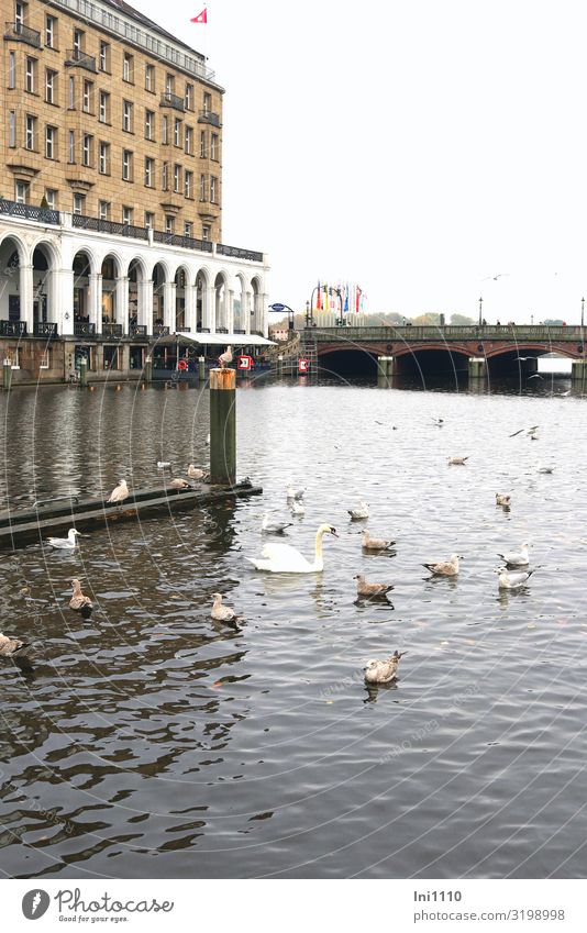 Kleine Alster | UT Hamburg Herbst Hafenstadt Haus Brücke Fassade Terrasse Sehenswürdigkeit Schwan Möwenvögel Tiergruppe blau braun schwarz weiß Jungfernstieg