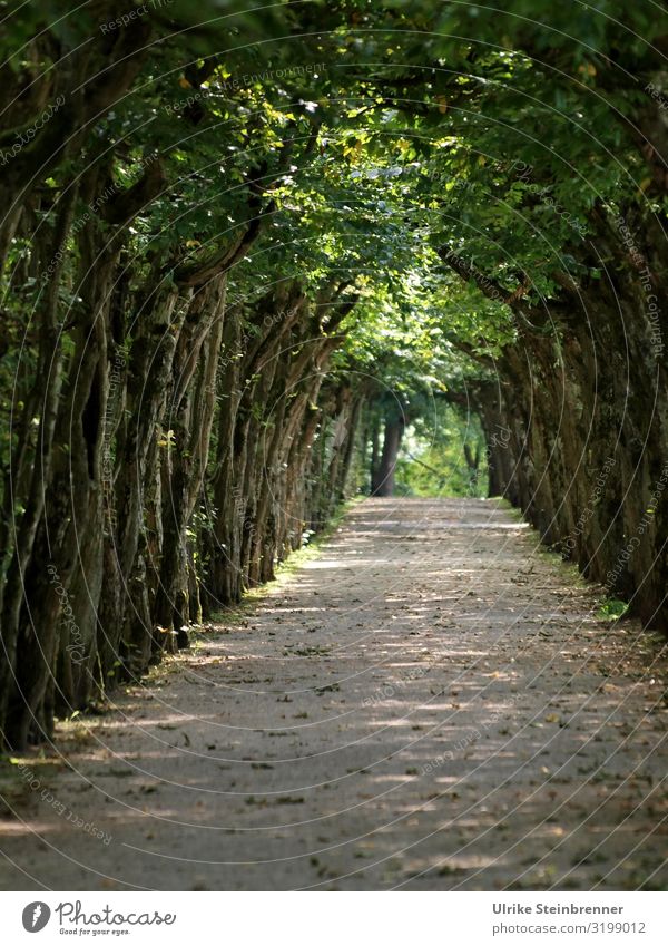 Allee oder Laubengang an der Würzburger Residenz Ferien & Urlaub & Reisen Tourismus Ausflug Städtereise Sommer Sommerurlaub Natur Pflanze Baum Park Deutschland