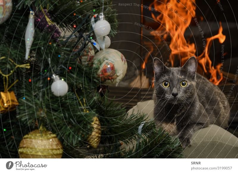 Katze Weihnachten & Advent Silvester u. Neujahr Tier kurzhaarig Haustier niedlich Brand Brandwunde fleischfressend Schornstein-Ecke Weihnachtsdekorationen