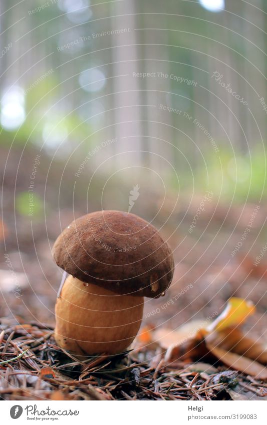 kleiner dicker Maronenröhrling wächst auf dem Waldboden Umwelt Natur Landschaft Pflanze Herbst Baum Blatt stehen Wachstum ästhetisch authentisch natürlich braun