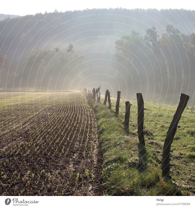 Landschaft im aufsteigenden Morgennebel mit Acker, Wiese, Zaun und Bäumen Umwelt Natur Pflanze Herbst Nebel Baum Gras Nutzpflanze Feld Zaunpfahl Holz stehen