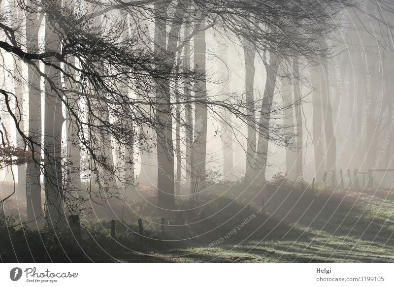 nebeliger Novembermorgen am Wandrand mit Sonnenstrahlen Umwelt Natur Landschaft Pflanze Herbst Nebel Baum Gras Zweige u. Äste Wiese Wald Waldrand leuchten