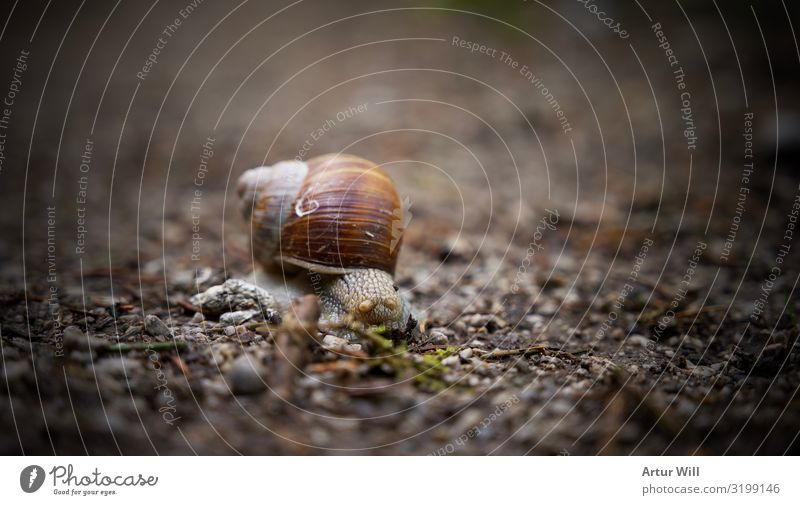 Schnecke im fokus Tier 1 Stein fleißig Abenteuer Zeit Ziel Farbfoto Außenaufnahme Nahaufnahme Detailaufnahme Makroaufnahme Freisteller Tag