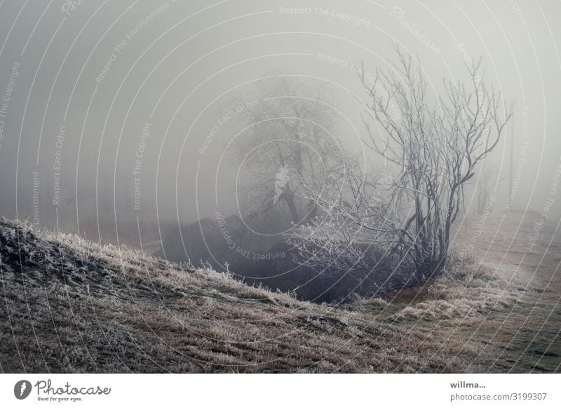 Kälteeinbruch im Mittelgebirge Winter Nebel Eis Frost Baum Sträucher Erzgebirge Hirtstein Satzung kalt Raureif Landschaft Natur