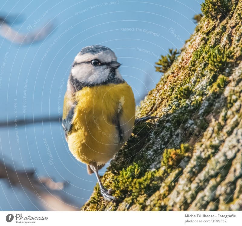 Neugierige Blaumeise am Baumstamm Natur Tier Himmel Sonne Sonnenlicht Schönes Wetter Moos Wildtier Vogel Tiergesicht Flügel Krallen Meisen Kopf Schnabel Auge