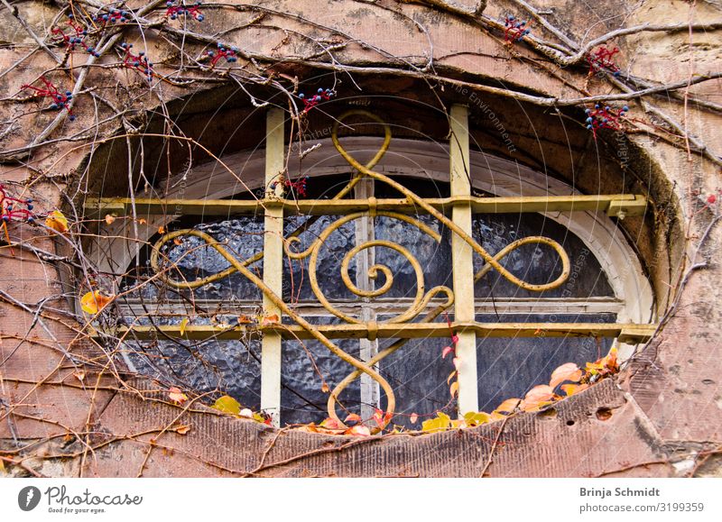 Ein altes, verziertes ovale Fenster mit Weinrabnken bewachsen Natur Wildpflanze Ranken Gebäude Mauer Wand Fassade beobachten hängen Traurigkeit verblüht