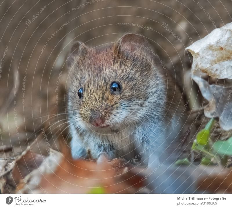 Maus im Wald Natur Tier Sonnenlicht Schönes Wetter Blatt Herbstlaub Zweige u. Äste Wildtier Tiergesicht Fell Rötelmaus Auge Ohr Nase Maul Schnurrhaar 1