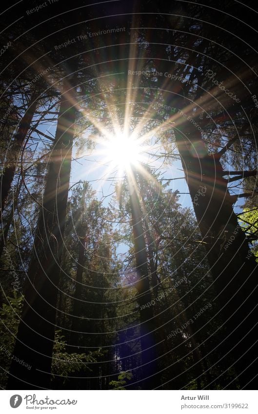 Im Sonnenlicht Umwelt Natur Landschaft Pflanze Himmel Sommer Schönes Wetter Baum Blatt Wald Alpen genießen wandern Gesundheit gigantisch glänzend Unendlichkeit