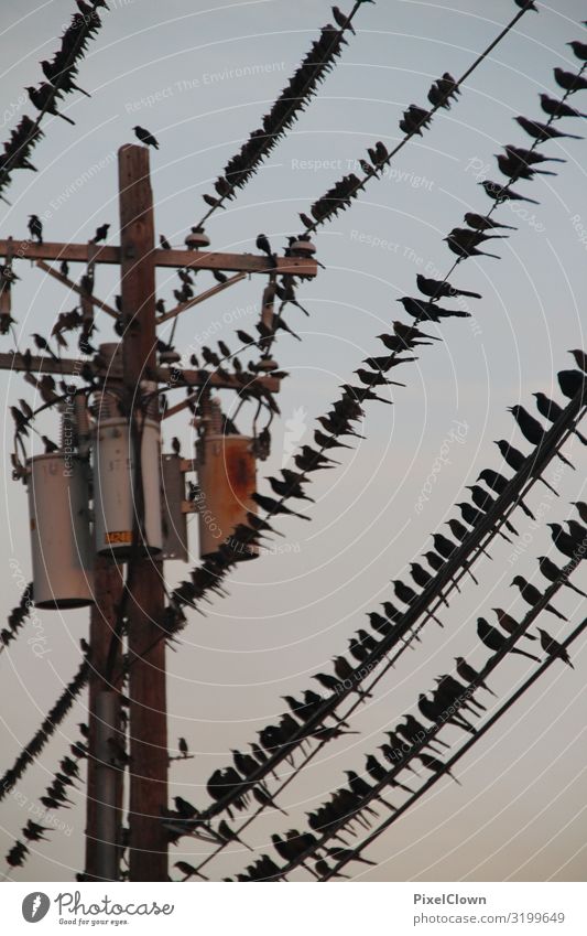 Die Vögel Lifestyle Freude Ferien & Urlaub & Reisen Ausflug Natur Nachthimmel Tier Vogel Schwarm schreien schön trashig Gefühle Farbfoto Außenaufnahme