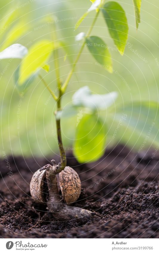 junger Walnussbaum mit Nussschale Umwelt Natur Urelemente Erde Klima Klimawandel Pflanze Baum Garten Park Wiese Feld Wald Urwald braun grün Gefühle Gelassenheit