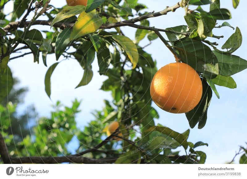 Orange Natur Himmel Sonnenlicht Baum Blatt Nutzpflanze frisch Gesundheit natürlich rund saftig sauer süß blau braun grün orange Farbfoto Außenaufnahme Tag