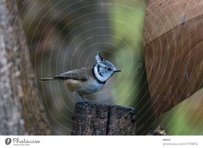 tit on a branch in the forest Winter Natur Tier Vogel Haubenmeise klein Parus Ater Periparus Ater Winterbird animal bird feeding branches cold copy space