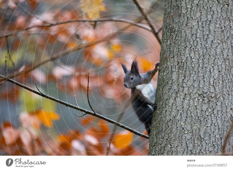 European brown squirrel in summer coat on a branch in the forest Natur Tier Wildtier 1 weich animal branches copy space cuddly cuddly soft cute