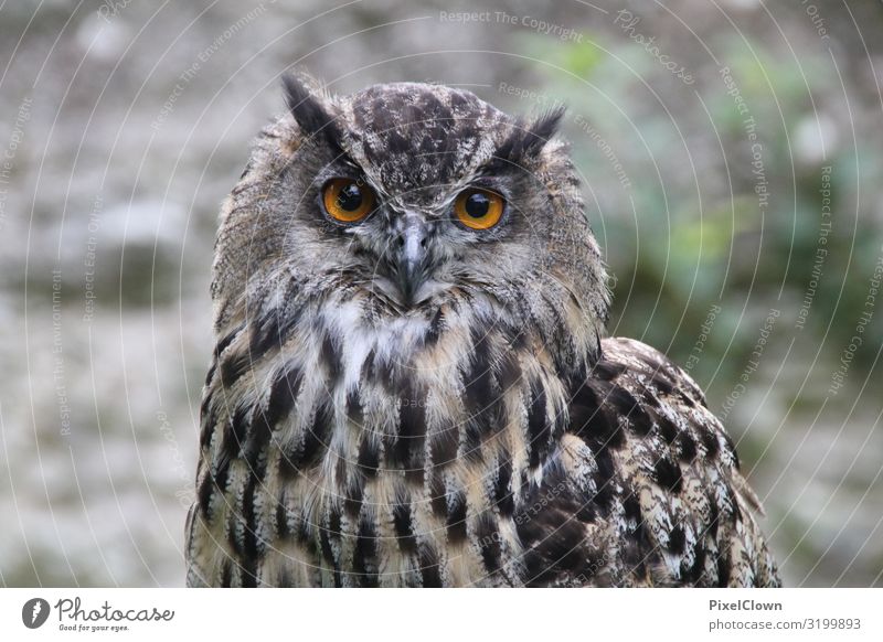 Leuchtende Augen exotisch Natur Tier Vogel Zoo 1 fliegen Blick authentisch schön braun Stimmung Farbfoto Außenaufnahme Nahaufnahme Detailaufnahme Tag