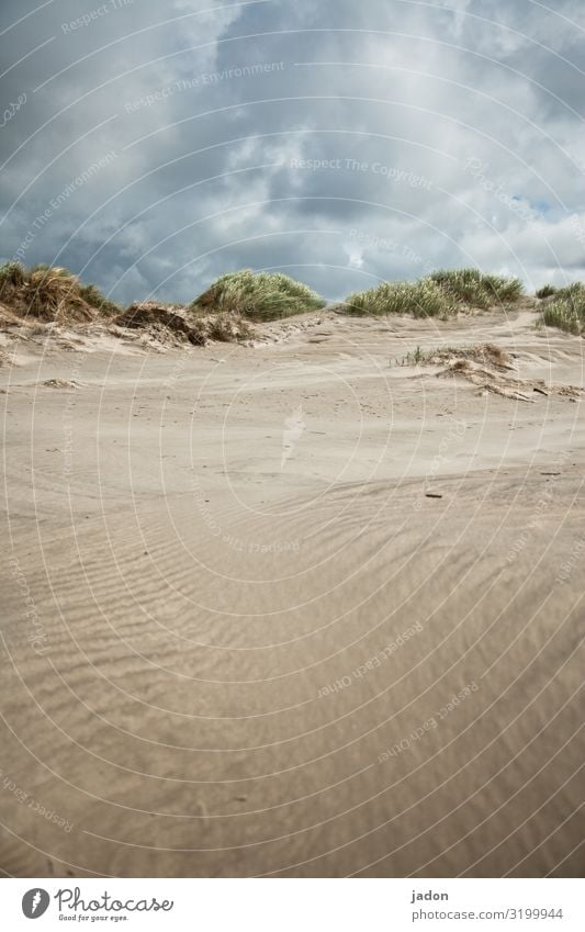 sommerliche aussichten. Düne Strand Sand Farbfoto Außenaufnahme Landschaft Natur Nordsee Dünengras Küste Himmel Ferien & Urlaub & Reisen Wolken Nordseeküste