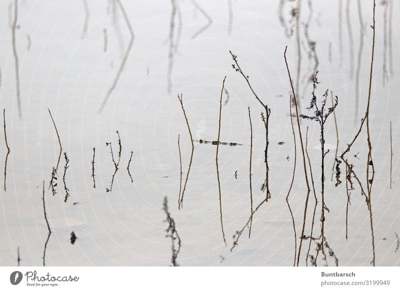 Strichzeichnung Umwelt Natur Landschaft Pflanze Wasser Herbst Winter Schilfrohr Seeufer maritim natürlich Stimmung ruhig Einsamkeit Perspektive Traurigkeit