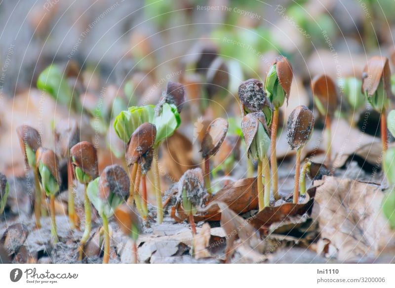 Buchenkeimlinge Natur Erde Frühling Pflanze Blatt Wald braun gelb grau grün Buchecker Trieb Hut Waldboden Blattgrün Usedom Naturerlebnis Kraft Jahreszeiten