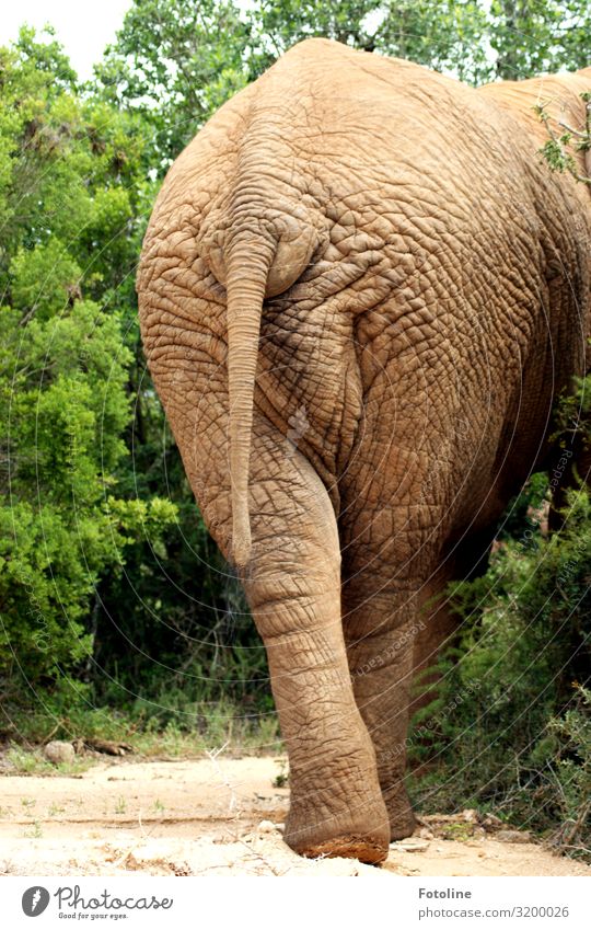 Sehr grazil :-D Umwelt Natur Pflanze Tier Urelemente Erde Sand Schönes Wetter Baum Sträucher Wald Wüste Oase Wildtier 1 dick frei groß heiß hell natürlich wild