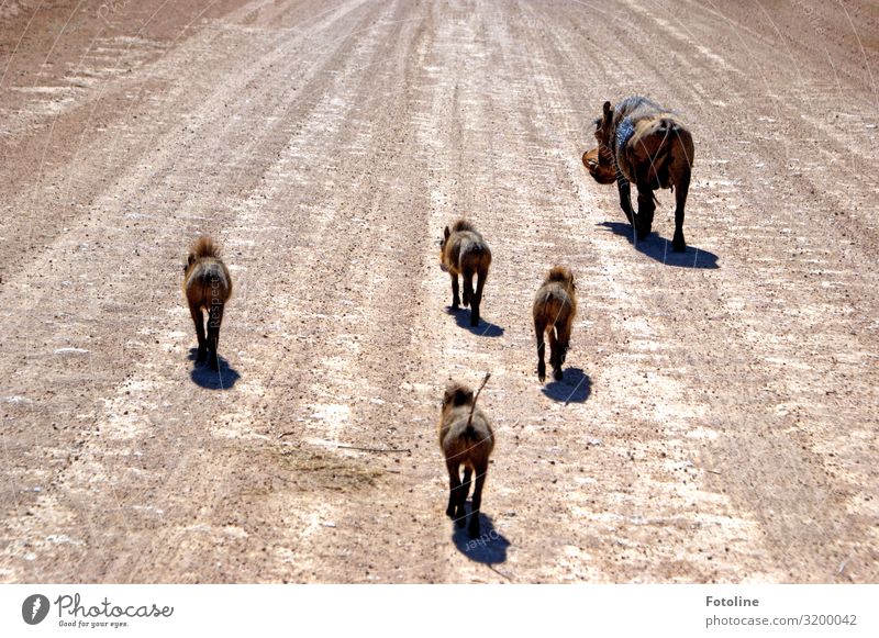 Familienausflug Umwelt Natur Urelemente Erde Sand Schönes Wetter Wüste Oase Tier Wildtier Fell Tierjunges Tierfamilie frei hell natürlich Wärme wild braun grau