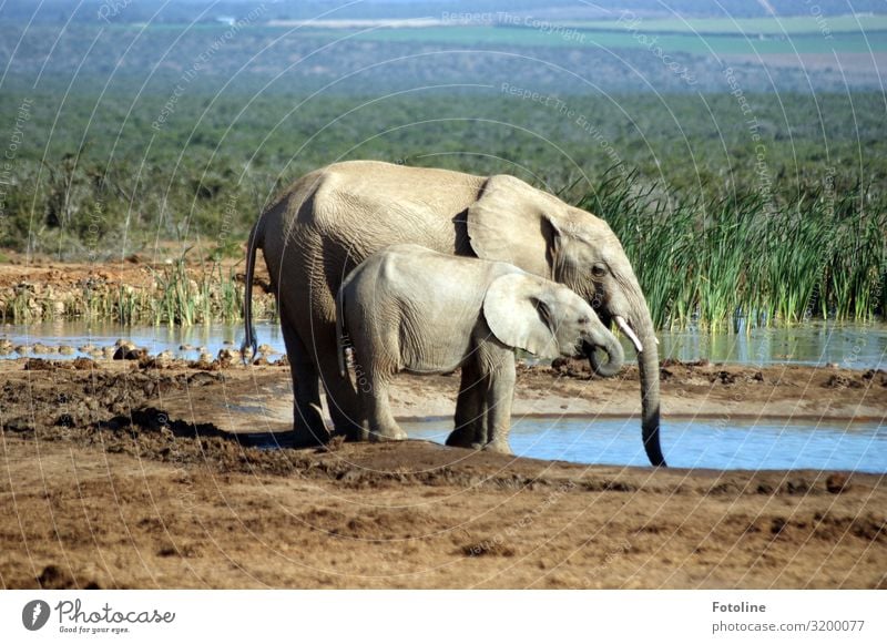 Durst löschen Umwelt Natur Landschaft Pflanze Tier Urelemente Erde Sand Wasser Gras Teich Wüste Oase Wildtier 2 Tierjunges Tierfamilie frei heiß hell natürlich