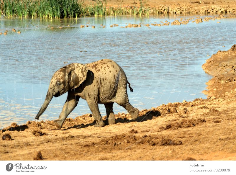 Ausreißer Umwelt Natur Landschaft Pflanze Tier Urelemente Erde Sand Wasser Schönes Wetter Gras Wüste Oase Wildtier 1 Tierjunges frei heiß hell Wärme blau braun