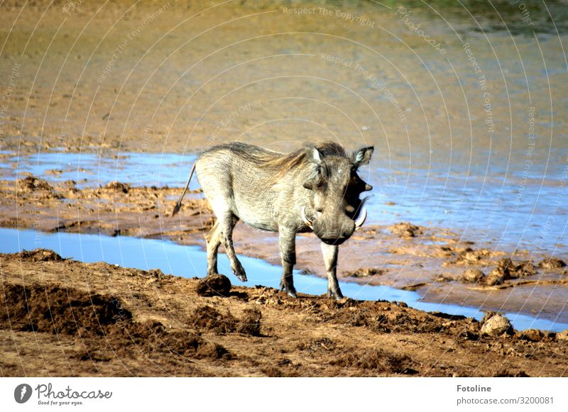 Pumba Umwelt Natur Pflanze Urelemente Erde Sand Wasser Schönes Wetter Wüste Oase Tier Wildtier Fell 1 frei hässlich hell nass natürlich blau braun grau