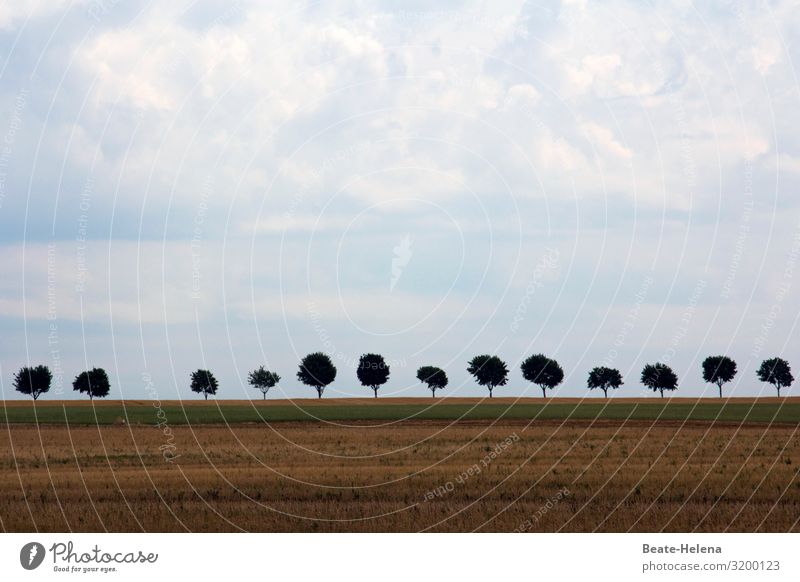 Allee Bäume Himmel Feld Landschaft Straße Natur Wege & Pfade Wolkenhimmel geradlinig Landstraße Parallele