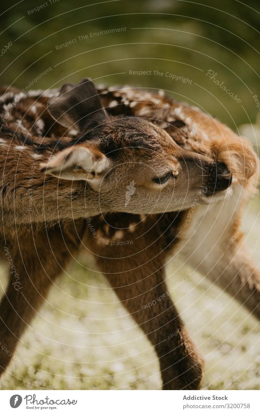 Cervus dama leckt seinen Körper Hirsche Tier Hirschkuh Tierwelt Zunge lutschen Natur wild Säugetier braun schön Jugendliche Wald Außenaufnahme niedlich Gras