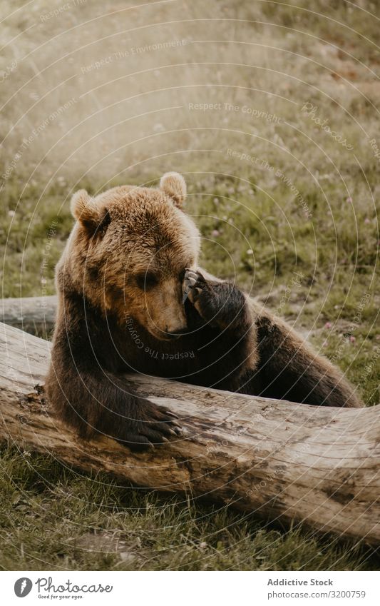 Braunbär bei Baumstamm Bär Totholz Feld braun Tier Natur pelzig Rüssel gefallen wild Wiese Landschaft Fauna Biotop Wildnis Fleischfresser ruhen Menschenleer