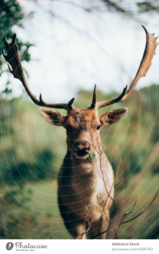 Elch frisst Blätter auf dem Land Essen Blatt Natur Fressen Horn Säugetier Kauen wild Tier Umwelt Wildnis Wapiti-Hirsche Lebewesen ökologisch Biotop Menschenleer